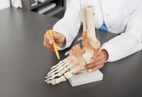 Understanding Ankle Anatomy: An Exploration of Ankle Structure, Function, and Health